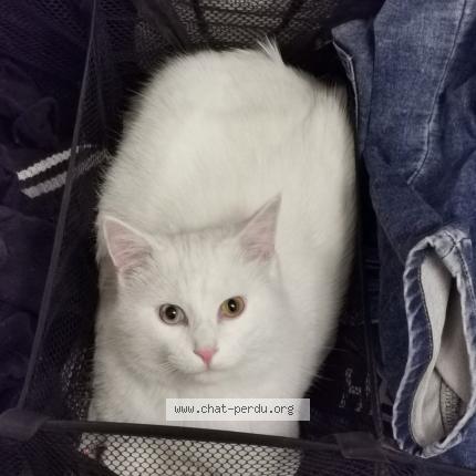 Photo 1/1 Sigurd Chat lost in Cadenet