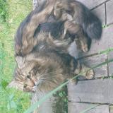 Picture of cat found at Fontenay Sous Bois