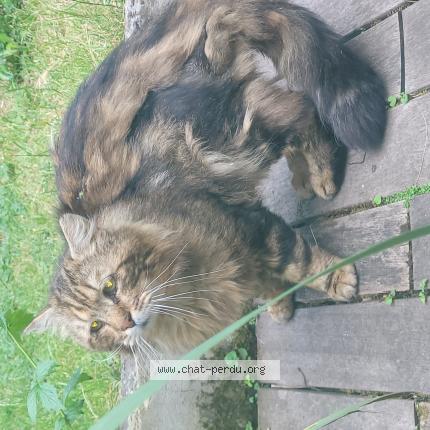 Photo 1/1 Found cat Found in Fontenay sous bois