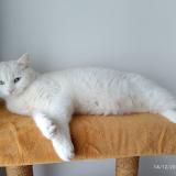 Picture of cat lost at Bordeaux