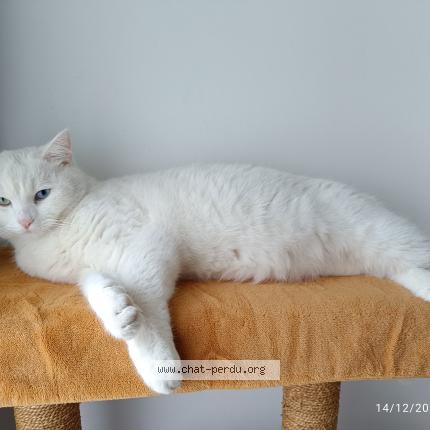 Photo 1/1 Cat reunited Lost in Bordeaux