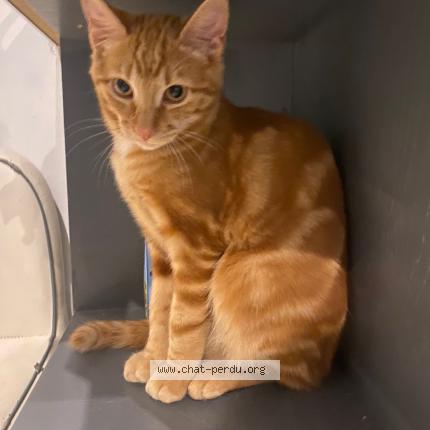 Photo 1/1 Bojack Chat lost in Pusignan