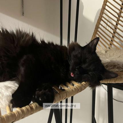 Photo 1/1 Booba Chat lost in Leucate