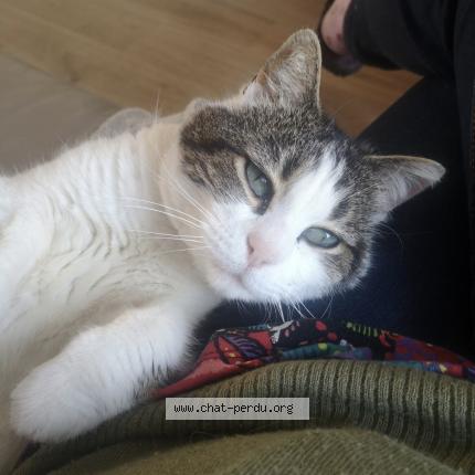 Photo 1/1 Looping Chat lost in Lennon