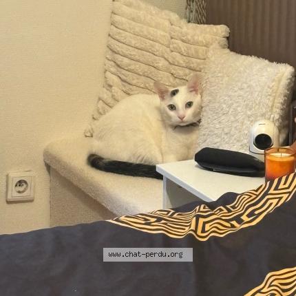 Photo 1/1 Olaf Chat lost in Evry courcouronnes