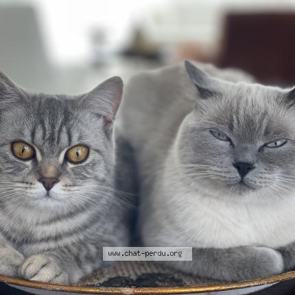 Photo 1/1 Inata Chat lost in Arthaz pont notre dame