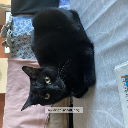 Photo 1/1 Tudor Chat lost in La garde