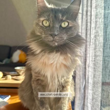 Photo 1/1 Suzume Chat lost in Saint pierre montlimart