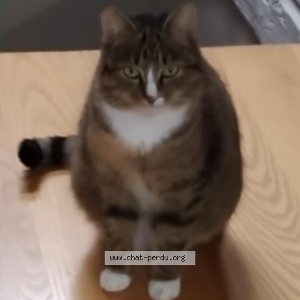 Photo 1/1 Romy Chat lost in Landehen