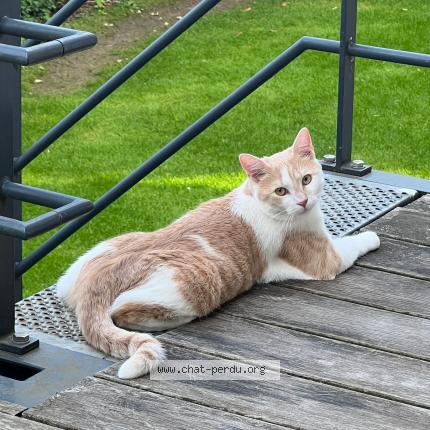 Foto van vermiste kat in Berchem Sainte Agathe