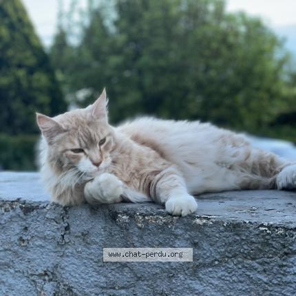 Foto van vermiste kat in Dampicourt