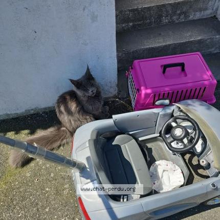 Photo 1/1 Simba Chat lost in Saint carreuc