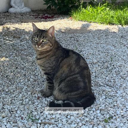 Photo 1/1 Toundra Chat lost in Castres