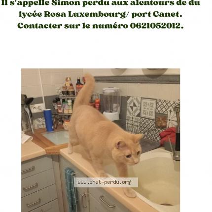 Photo 1/1 Simon Chat lost in Canet