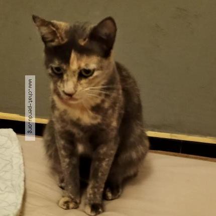 Photo 1/1 Flona Chat lost in La valette