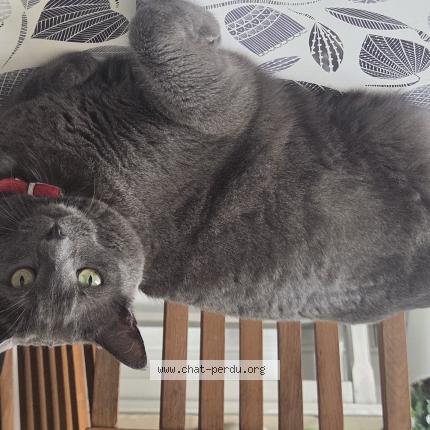 Photo 1/1 Mouchi Chat lost in Pontcharra