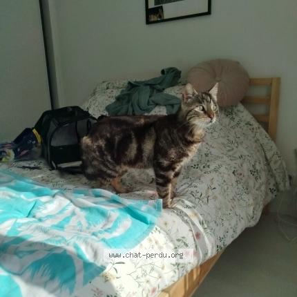 Photo 1/1 Squinchy Chat lost in Montbeton