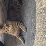 Picture of cat found at Montpellier