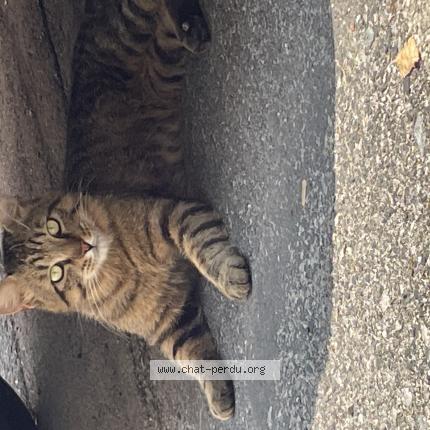 Photo 1/1 Found cat Found in Montpellier