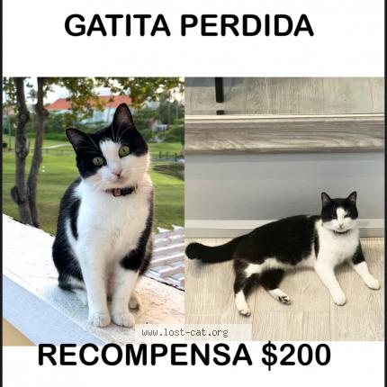 Photo 1/1 Mama Cat Chat lost in San juan san patricio