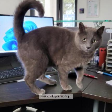Photo 1/1 Mr Chat Chat lost in Elne