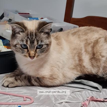 Photo 1/1 Hermione Chat lost in Trange