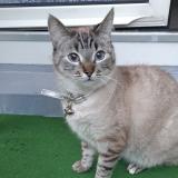 Picture of cat lost at Colmar