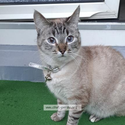 Photo 1/1 Yuta Chat lost in Colmar