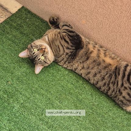 Photo 1/1 Kenzo Chat lost in Cran gevrier