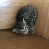 Picture of cat found at Aoste