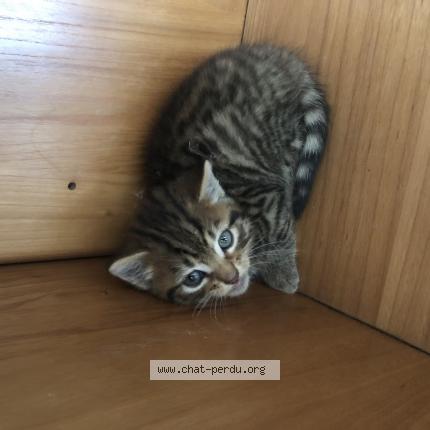 Photo 1/1 Found cat Found in Aoste