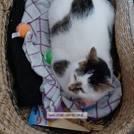 Photo 1/1 V&eacute;nus Chat lost in Rueil malmaison