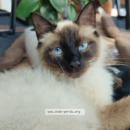 Photo 1/1 Millie Chat lost in Houdain lez bavay