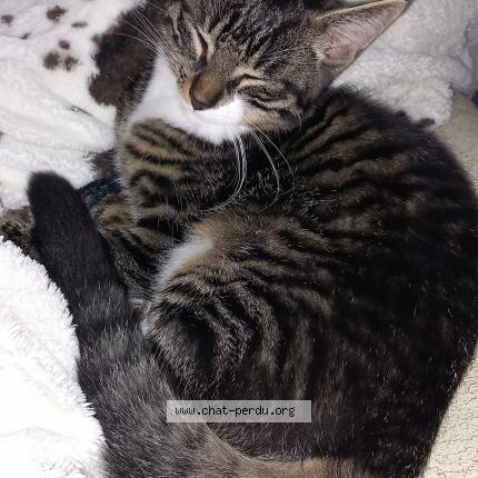 Photo 1/1 Willow Chat lost in Laigne en belin