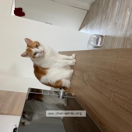 Photo 1/1 Loki Chat lost in Champeix