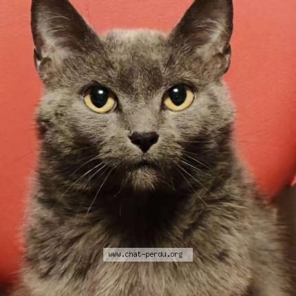 Photo 1/1 Xiaohui Chat lost in Gonderange