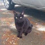 Picture of cat found at La Rochelle