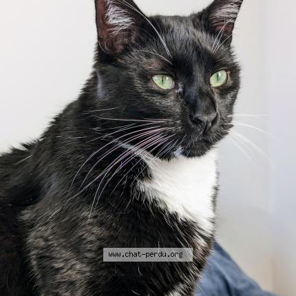 Photo 1/1 Ryuk Chat lost in Lille