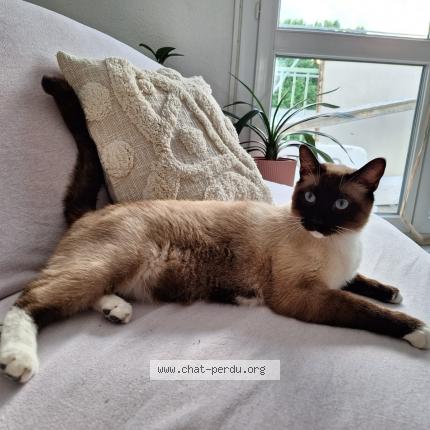 Photo 1/1 Gaara Chat lost in Tain l hermitage