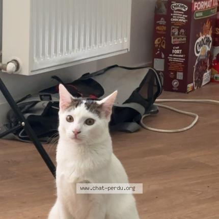 Photo 1/1 Balou Chat lost in St martin le vinoux