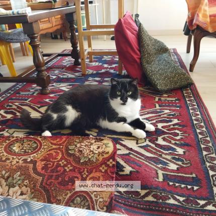 Photo 1/1 Tina Chat lost in Merignac