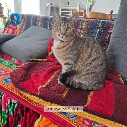 Photo 1/1 Félix Chat lost in Niort