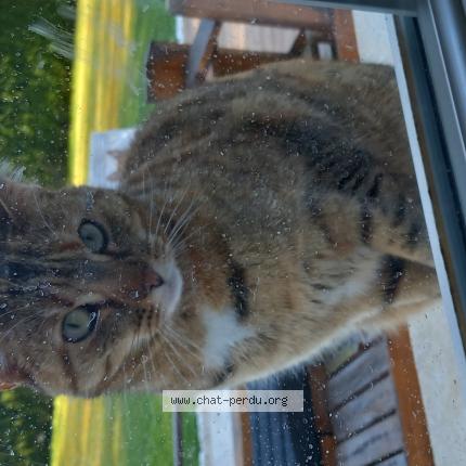 Photo 1/1 Mia Chat lost in Romorantin lanthenay
