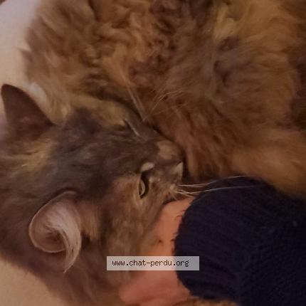 Photo 1/1 Plume Chat lost in Saint hilaire de chaleons