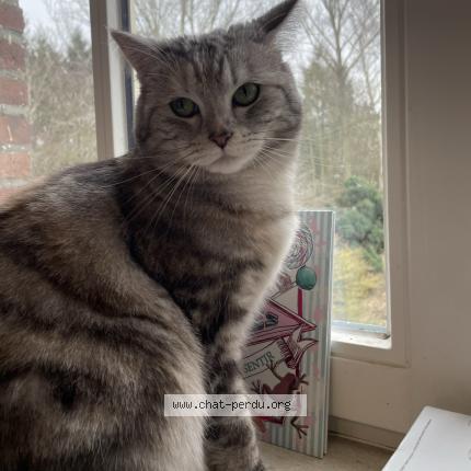 Photo 1/1 Cl&eacute;o Chat lost in Ramillies