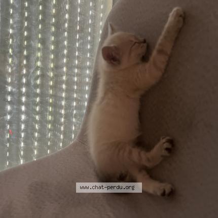 Photo 1/1 Neige Chat lost in Angers