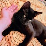 Picture of cat lost at Aussac Vadalle