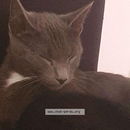 Photo 1/1 Rosa Chat lost in Outreau