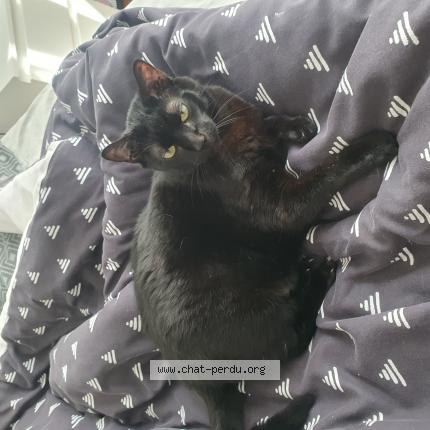 Photo 1/1 Morrigan Chat lost in Vileurbannes