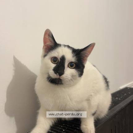 Photo 1/1 Minouille Couza Chat lost in Livry gargan